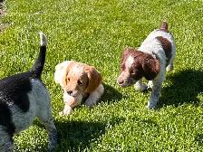 Beautiful Brittany Puppies - Photo 3