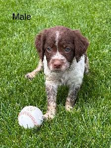 Beautiful Brittany Puppies - Photo 4