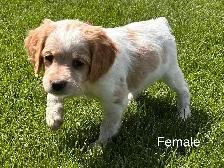 Beautiful Brittany Puppies - Photo 5