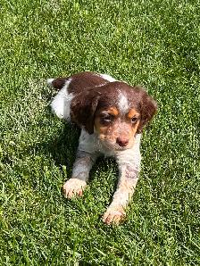 Beautiful Brittany Puppies - Photo 6