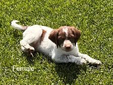 Beautiful Brittany Puppies - Photo 7