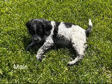 Beautiful Brittany Puppies - Photo 8