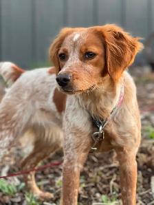 Beautiful Brittany Puppies - Photo 9