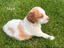 Beautiful Brittany Puppies - Photo 10