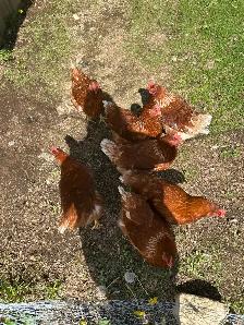 poule isabrown