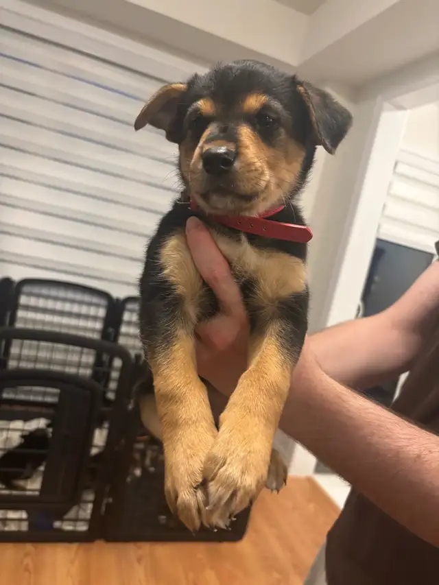 German Shepherd, Alaskan Malamute, Border Collie and Lab mix