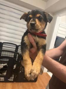 German Shepherd, Alaskan Malamute, Border Collie and Lab mix