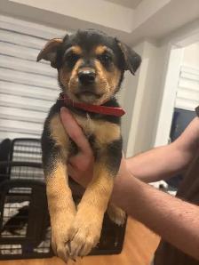 German Shepherd, Alaskan Malamute, Border Collie and Lab mix - Photo 2