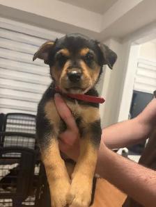 German Shepherd, Alaskan Malamute, Border Collie and Lab mix - Photo 3