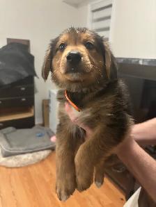 German Shepherd, Alaskan Malamute, Border Collie and Lab mix - Photo 5