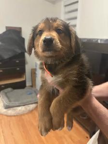German Shepherd, Alaskan Malamute, Border Collie and Lab mix - Photo 6