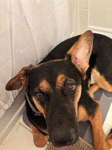 German Shepherd, Alaskan Malamute, Border Collie and Lab mix - Photo 7