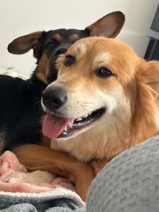 German Shepherd, Alaskan Malamute, Border Collie and Lab mix - Photo 8