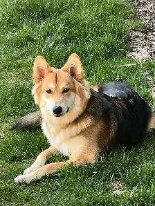 German Shepherd, Alaskan Malamute, Border Collie and Lab mix - Photo 9