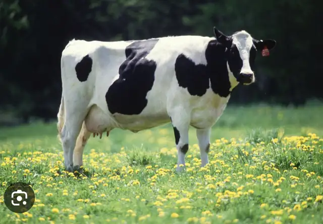 relief milker