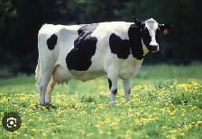 relief milker