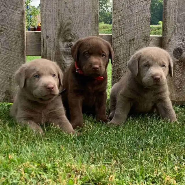 Silver & Chocolate Lab Puppies