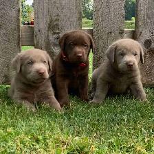 Silver & Chocolate Lab Puppies
