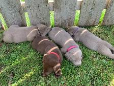 Silver & Chocolate Lab Puppies - Photo 2