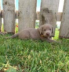 Silver & Chocolate Lab Puppies - Photo 3