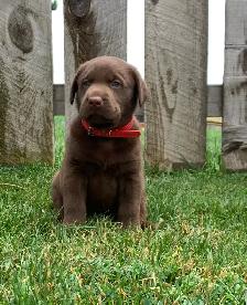 Silver & Chocolate Lab Puppies - Photo 4