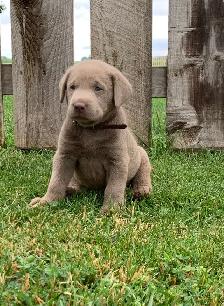 Silver & Chocolate Lab Puppies - Photo 5