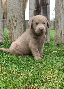 Silver & Chocolate Lab Puppies - Photo 6