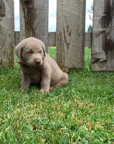 Silver & Chocolate Lab Puppies - Photo 7