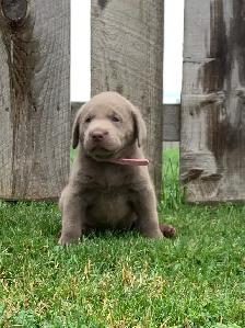 Silver & Chocolate Lab Puppies - Photo 8