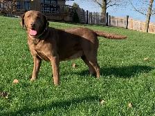 Silver & Chocolate Lab Puppies - Photo 9