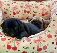 Chiots Pug / Carlin