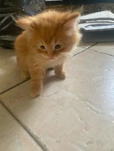 kittens looking for their forever home