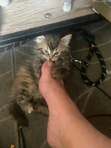 kittens looking for their forever home - Photo 2