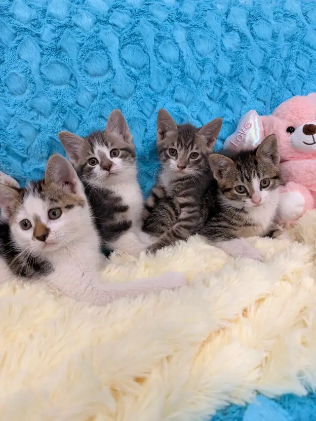 ❤️Bengal mix kittens -647-317-3197