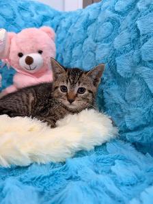 ❤️Bengal mix kittens -647-317-3197 - Photo 3