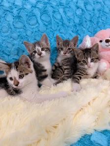 ❤️Bengal mix kittens -647-317-3197 - Photo 4