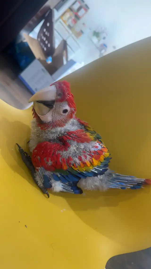 Baby scarlet macaw for sale