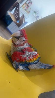 Baby scarlet macaw for sale