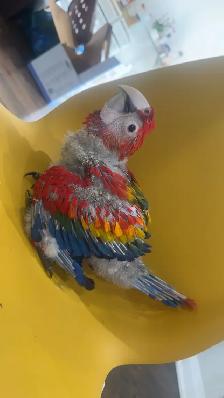 Baby scarlet macaw for sale - Photo 2