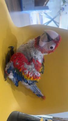 Baby scarlet macaw for sale - Photo 3
