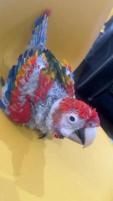 Baby scarlet macaw for sale - Photo 4