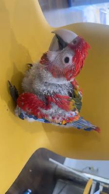 Baby scarlet macaw for sale - Photo 5