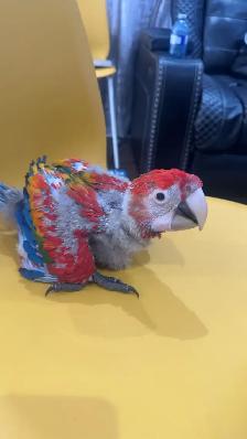 Baby scarlet macaw for sale - Photo 6