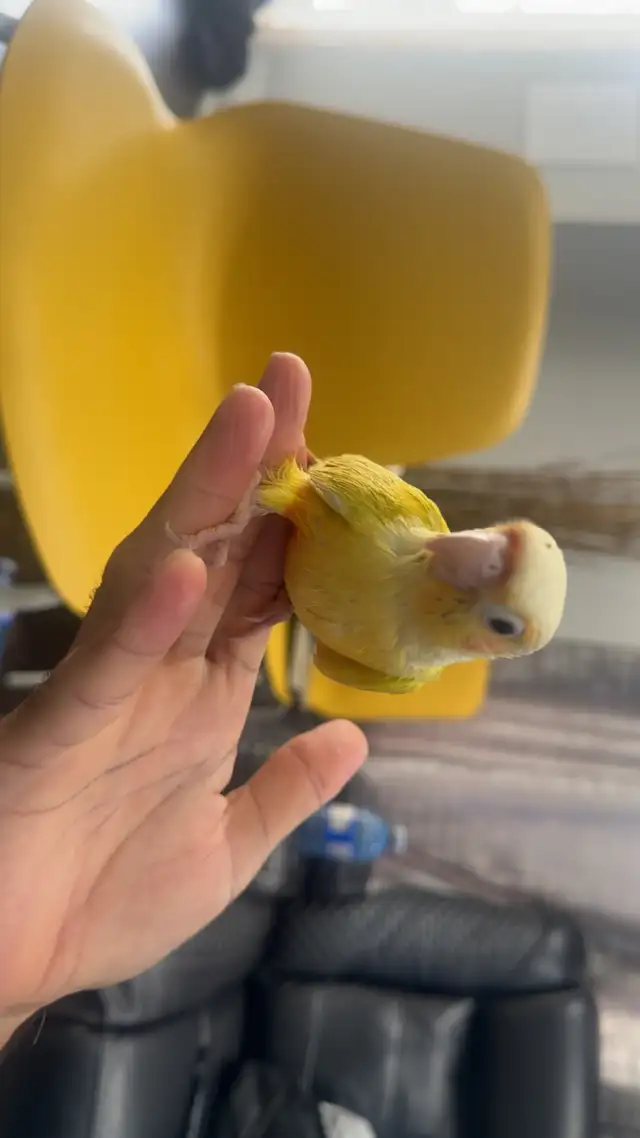 Baby sun cheek conure for sale