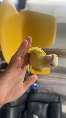 Baby sun cheek conure for sale