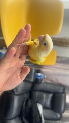 Baby sun cheek conure for sale - Photo 2