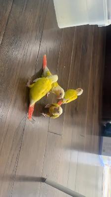 Baby sun cheek conure for sale - Photo 3