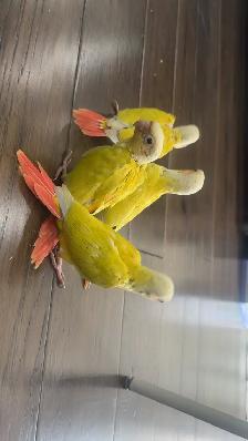 Baby sun cheek conure for sale - Photo 4