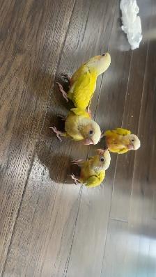 Baby sun cheek conure for sale - Photo 5