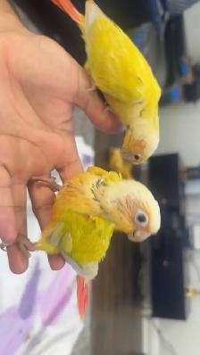 Baby sun cheek conure for sale - Photo 6